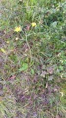 Hieracium aquiliforme