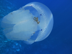 Crambionella