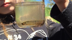 Lampetra richardsoni