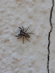 Menemerus taeniatus