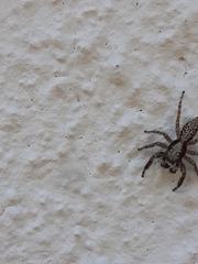 Menemerus taeniatus