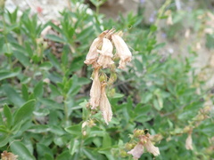 Penstemon fruticosus
