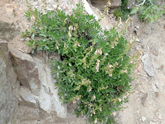 Penstemon fruticosus