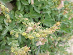 Penstemon fruticosus