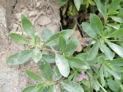 Penstemon fruticosus