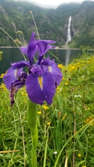 Iris latifolia