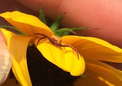 Misumenoides