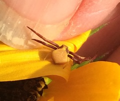 Misumenoides