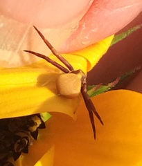 Misumenoides