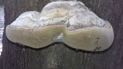 Myennis octopunctata