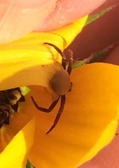 Misumenoides