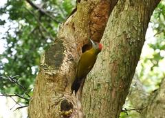 Chloropicus griseocephalus