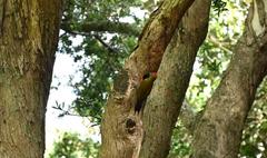 Chloropicus griseocephalus