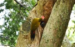 Chloropicus griseocephalus