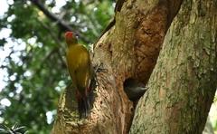 Chloropicus griseocephalus