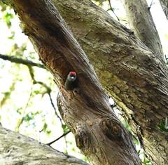 Chloropicus griseocephalus