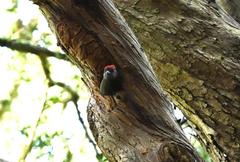 Chloropicus griseocephalus