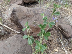 Pediomelum tenuiflorum