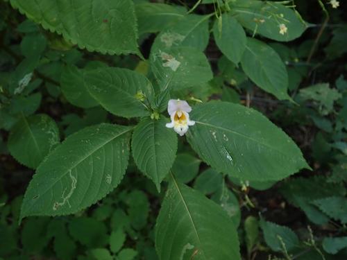 Image of Impatiens edgeworthii by (c) Alexis Tinker-Tsavalas, some rights reserved (CC BY)