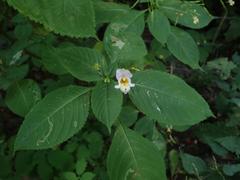 Impatiens edgeworthii