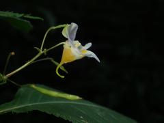 Impatiens edgeworthii