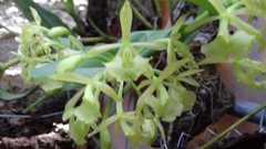 Epidendrum melistagum