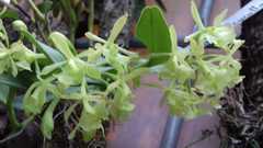 Epidendrum melistagum