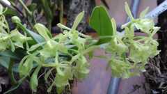 Epidendrum melistagum