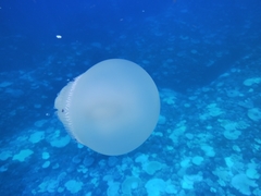 Crambionella