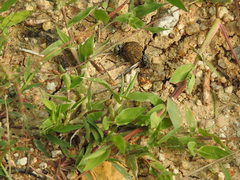 Gymnopleurus gemmatus