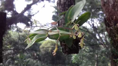 Epidendrum diffusum observed 2020-08-03
