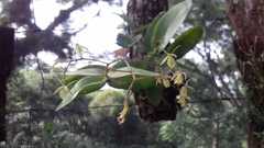 Epidendrum diffusum