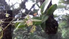 Epidendrum diffusum