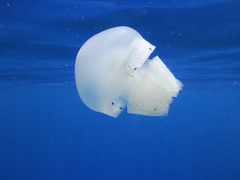 Crambionella