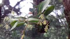 Epidendrum diffusum