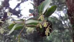 Epidendrum diffusum