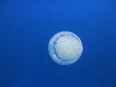 Crambionella