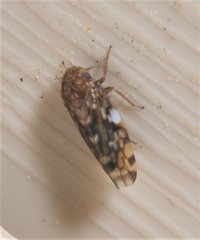 Xestocephalus similis