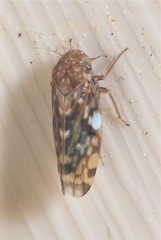 Xestocephalus similis