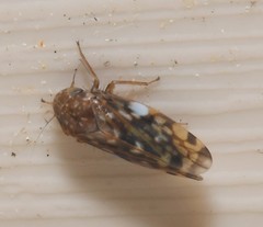 Xestocephalus similis