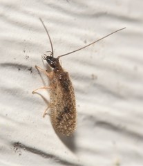 Psectra diptera