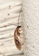 Psectra diptera