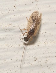 Psectra diptera