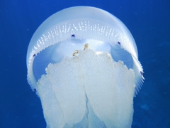 Crambionella
