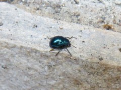 Colasposoma dauricum