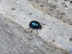 Colasposoma dauricum