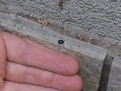 Colasposoma dauricum