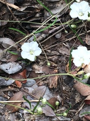 Stylisma pickeringii