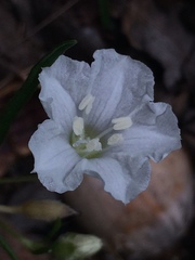 Stylisma pickeringii