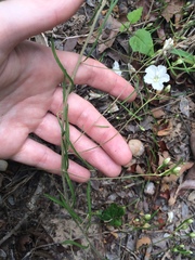 Stylisma pickeringii